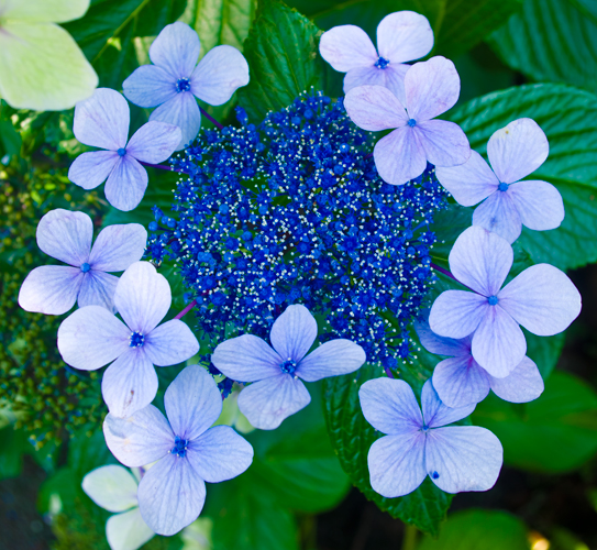 Hortensia Japonais