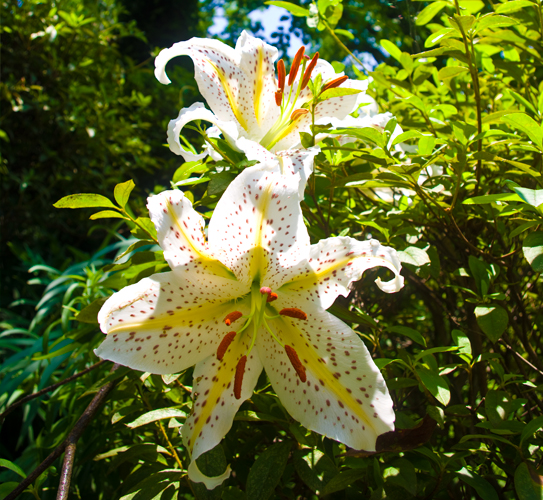 Lys jaune japonais