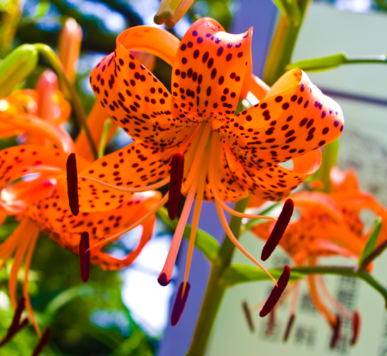 Lys orange japonais