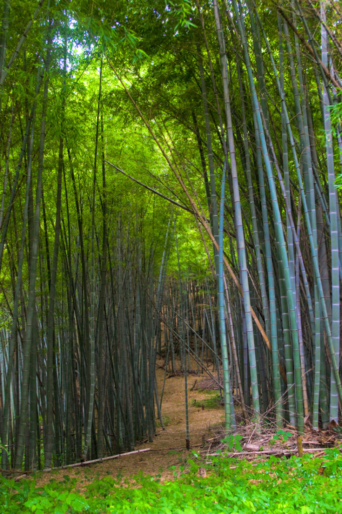 Forêt de bambous à Odawara